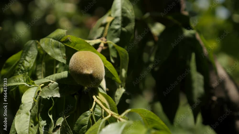 Close-up of green leafs and branches of peach tree 4K 2160p 30fps UltraHD footage - Organic Prunus persica fruit 3840X2160 UHD video Close-up of green leafs and branches of peach tree 4K 2160p 30fps UltraHD footage - Organic Prunus persica fruit 3840X2160 UHD video
