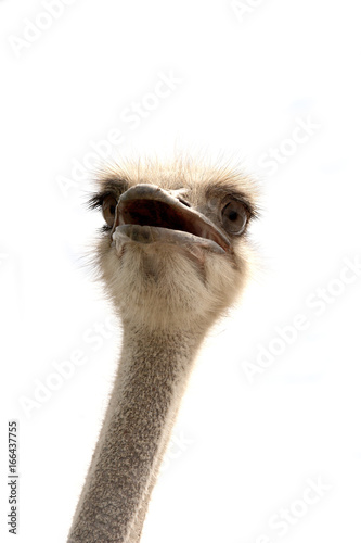 ostrich isolated on white