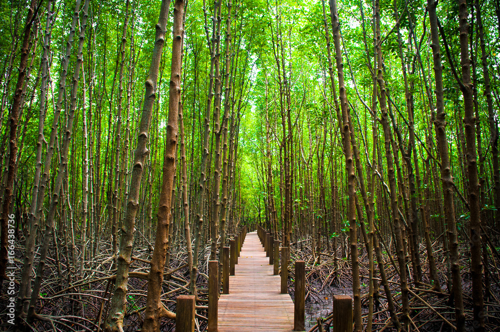 Wooden broadwalk in lush mangrove forest, Thailand Wooden broadwalk in lush mangrove forest, Thailand