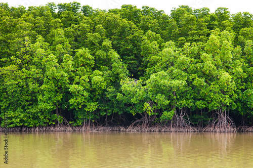 Mangrove forest and yellow colored river in Thailand