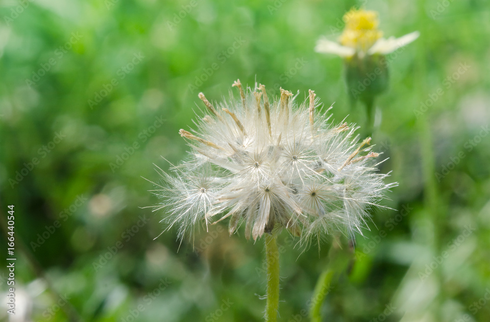 Fototapeta premium Grass flower