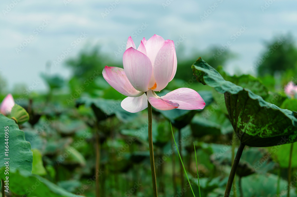 beautiful the bud of a lotus flower.Lotus and leaf are in the pool very beautiful. beautiful the bud of a lotus flower.Lotus and leaf are in the pool very beautiful.