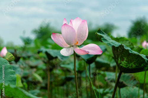 beautiful the bud of a lotus flower.Lotus and leaf are in the pool very beautiful.
