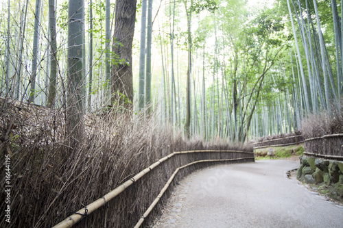 beautiful Arashiyama Bamboo forest in Kyoto, Japan