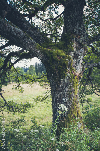 mossy oak tree growing on beautiful meadow