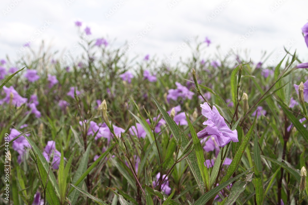 Purple flowers