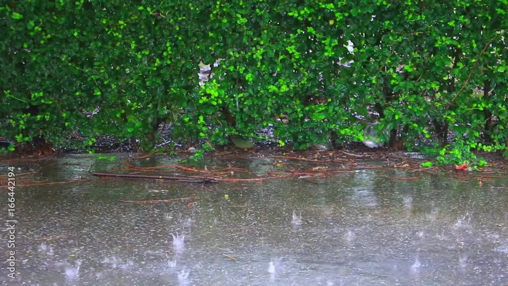 rain falling on road in Rainy season rain falling on road in Rainy season