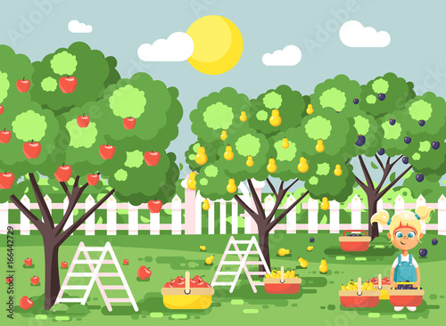 Vector illustration cartoon characters child blonde little girl harvest ripe fruit autumn orchard garden from plum, pear, apple tree, put crop in full basket landscape scene outdoor flat style
