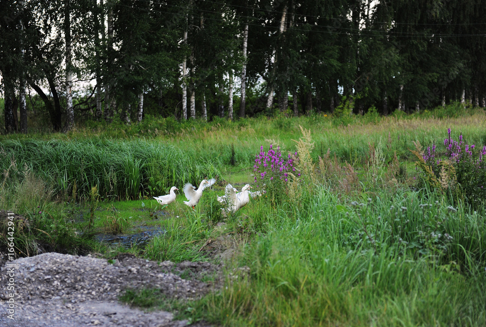 White geese are walking in a forest clearing White geese are walking in a forest clearing