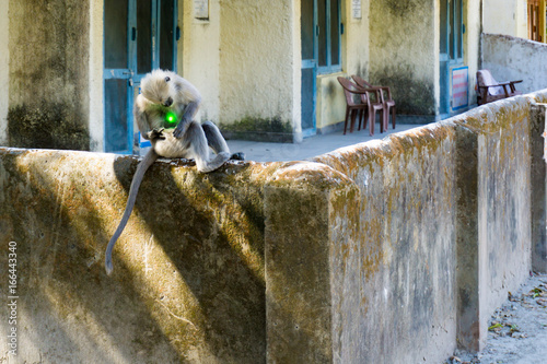 Ein Affe und ein Laserpointer photo