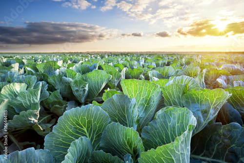 Field of ripe cabbage under a sunny sky