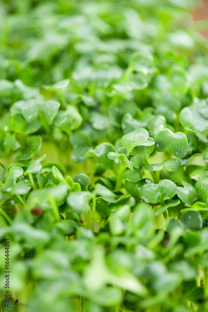 Cress (selective focus) Cress (selective focus)