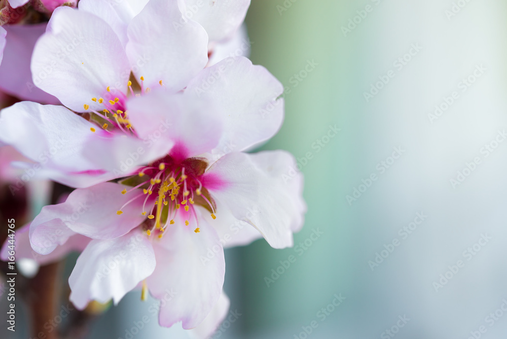 Obraz premium Flowers of an almond tree, a blossoming. Macro. Close-up.