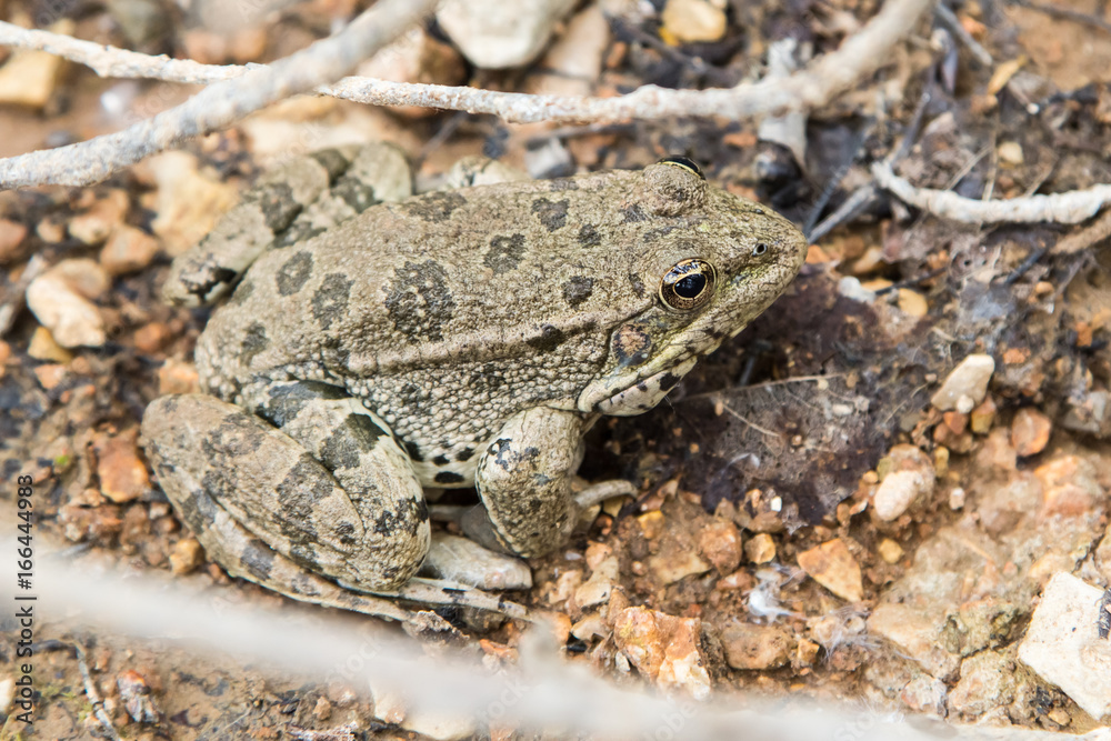 frog frog