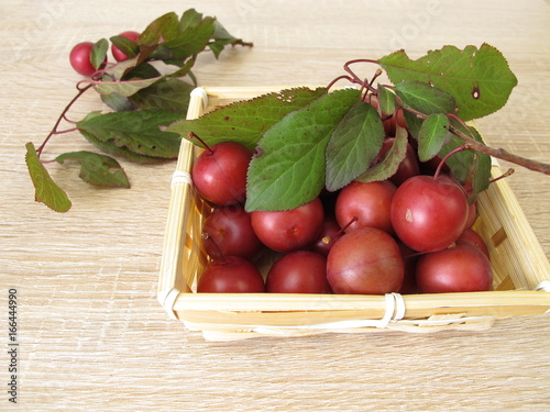 Blutpflaumen, Prunus cerasifera, im Korb photo
