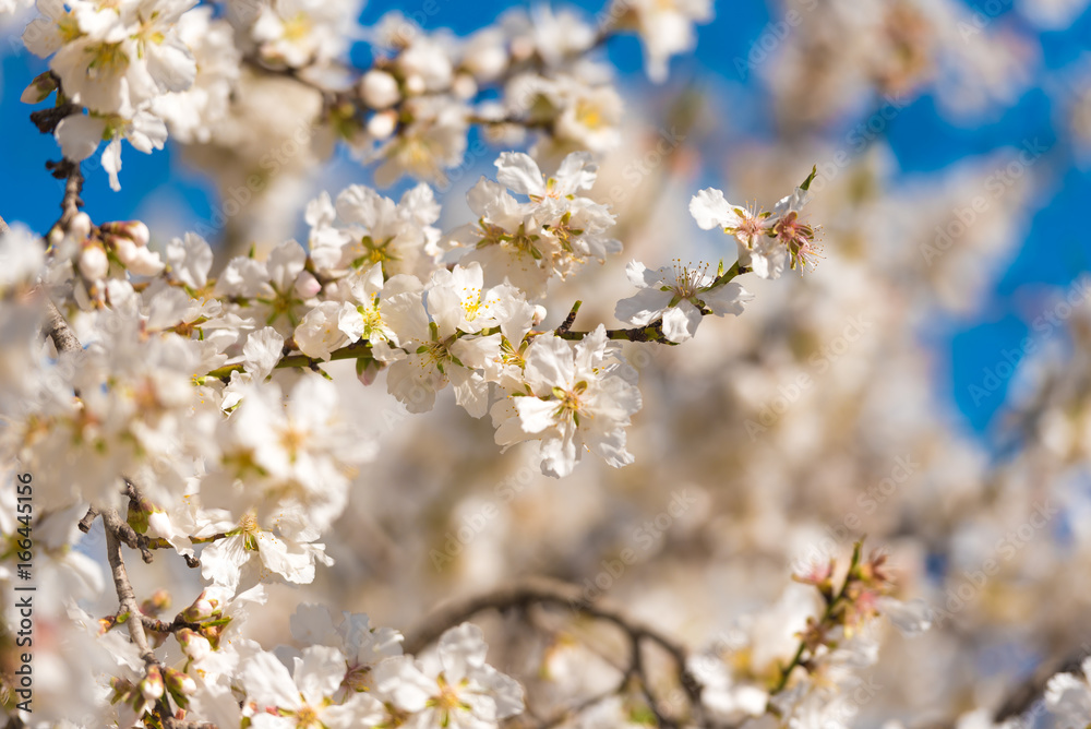 Flowering almond branches against the blue sky. Blurred background.