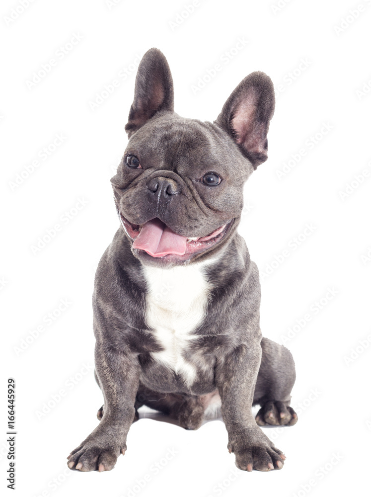 French Bulldog dog full-length isolated French Bulldog dog full-length isolated