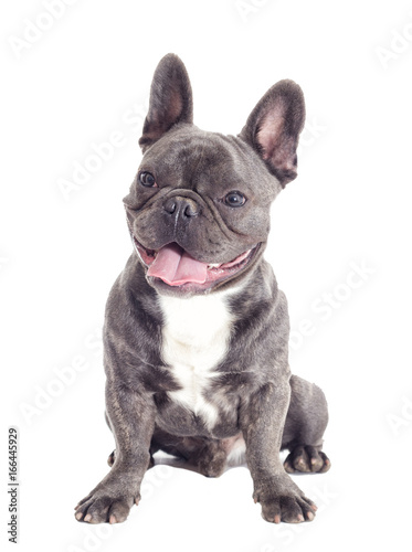 French Bulldog dog full-length isolated © Happy monkey
