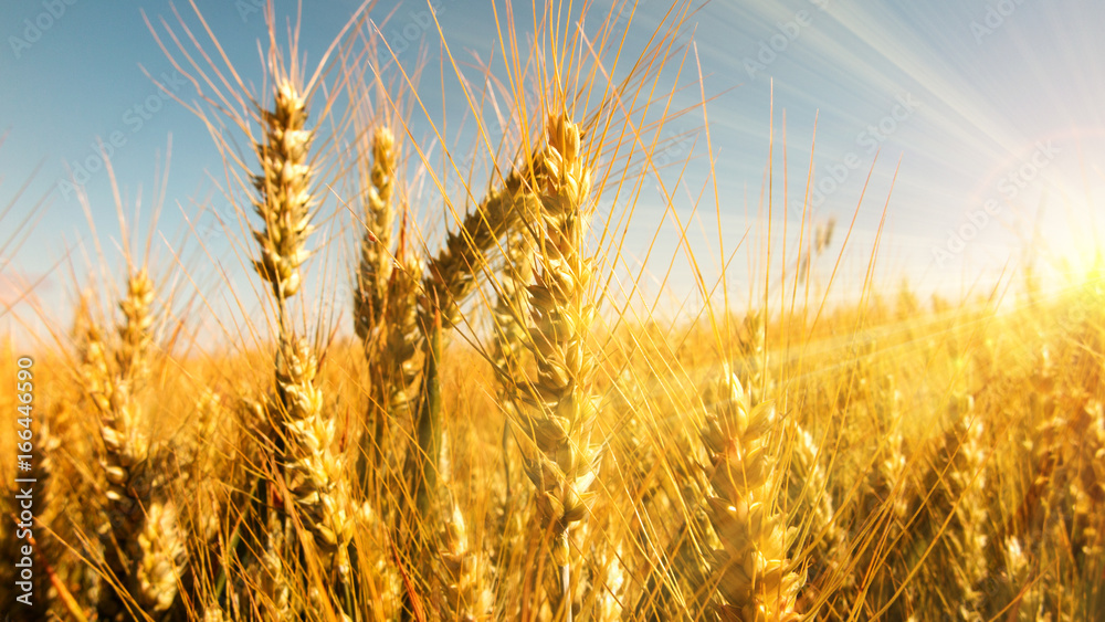Naklejka premium Golden grain ears in bright sunbeams