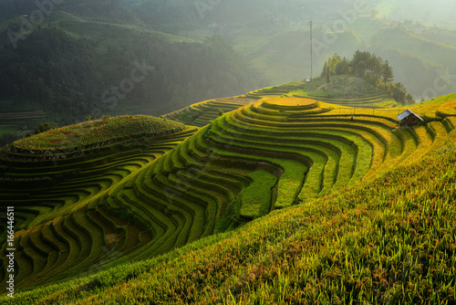 Terrace rice field on during sunset  Vietnam