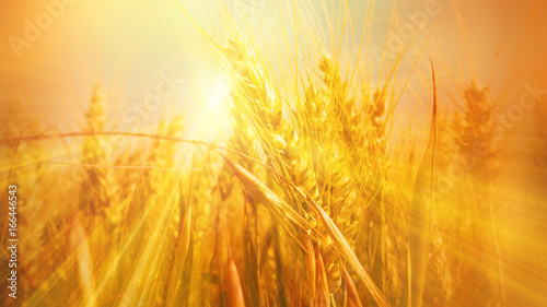 Glowing sunbeams in a grain field