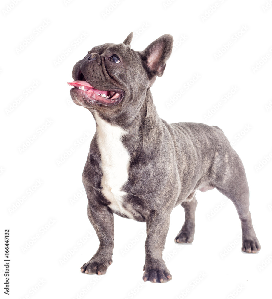 French Bulldog dog full-length isolated