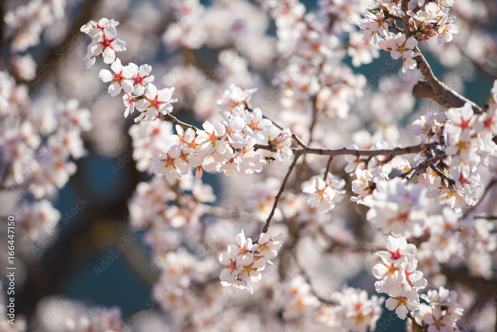 Flowering almond branch close-up. Blurred background. Flowering almond branch close-up. Blurred background.