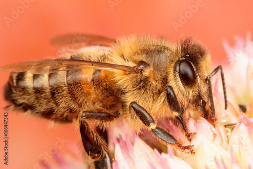European Honey Bee, Apis mellifera
