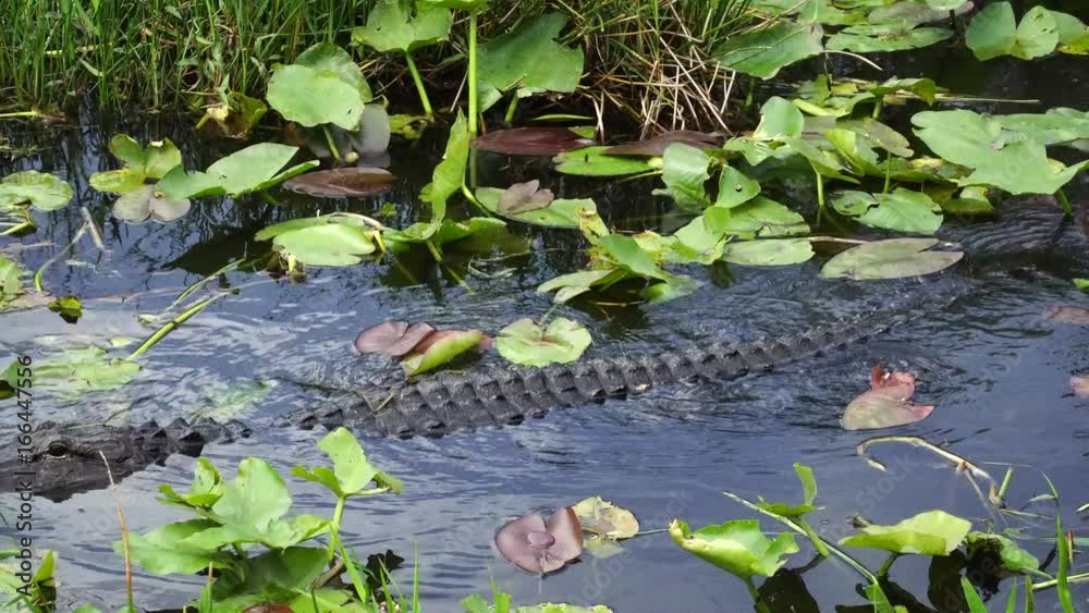 Alligator swimming in Florida Everglades National Park. 4K Alligator swimming in Florida Everglades National Park. 4K