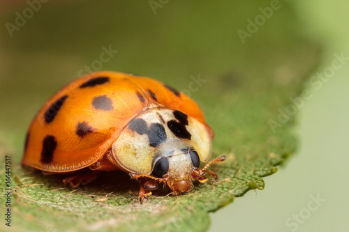 Harlequin Ladybird, Harmonia axyridis