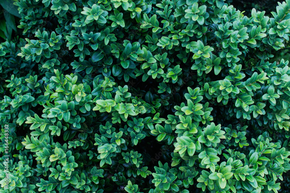 Obraz premium Texture with lavish green shiny foliage. Background with decorative garden plants.