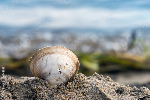 Shell in the sand on the beach © Alena