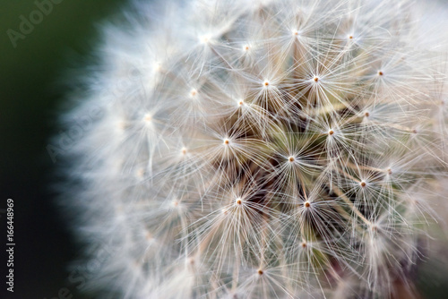 Dandelion in a field in a macro
