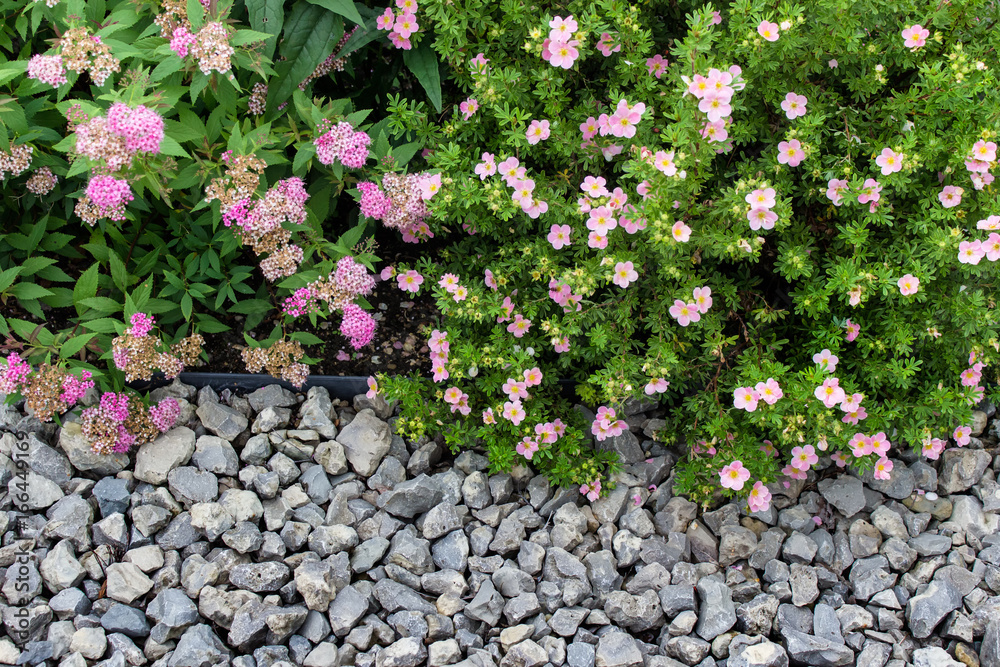 Fototapeta premium Garden plants with pink flowers in pot surrounded with white stones. Decorative gardening element. Background with blank space.