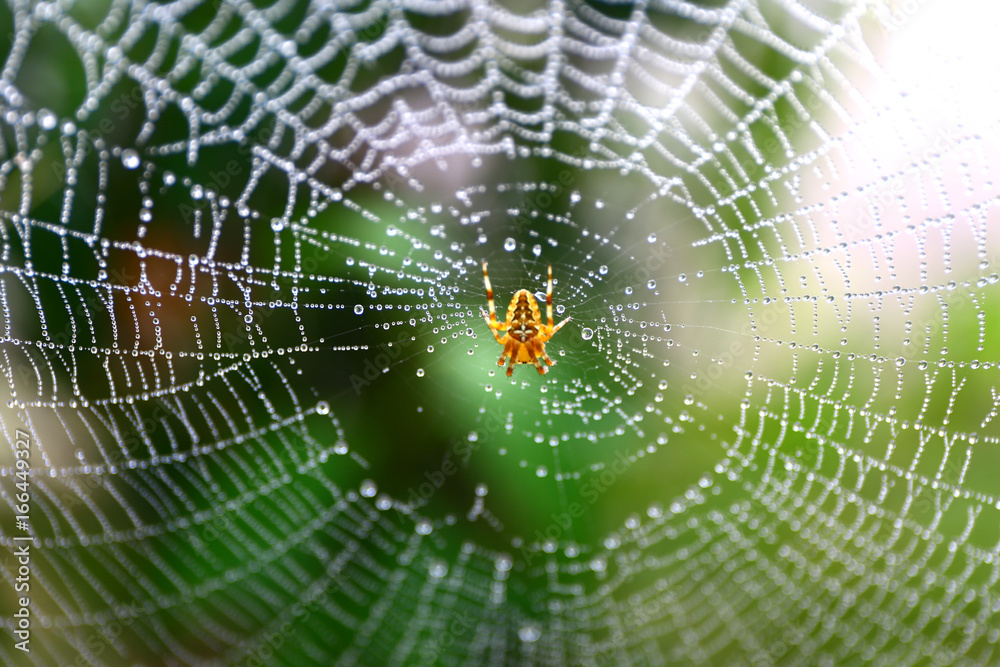 European garden spider waits for some food on its web.