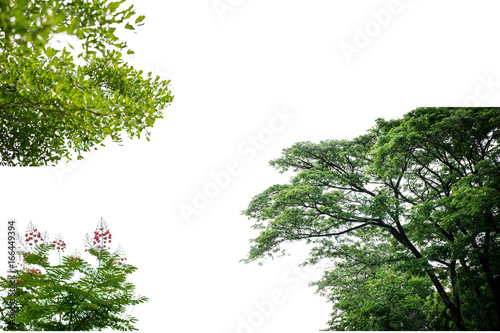 set of green trees isolated on white background.