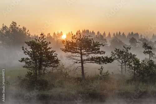 Sunrise in the misty bog during summer