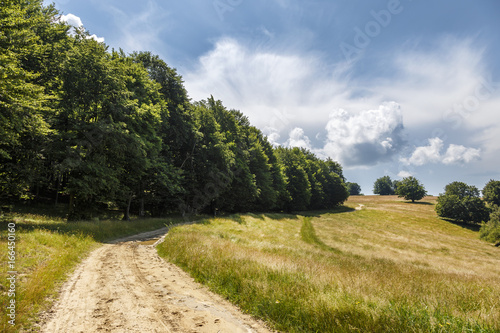 summer landscape road in meadow near the forest