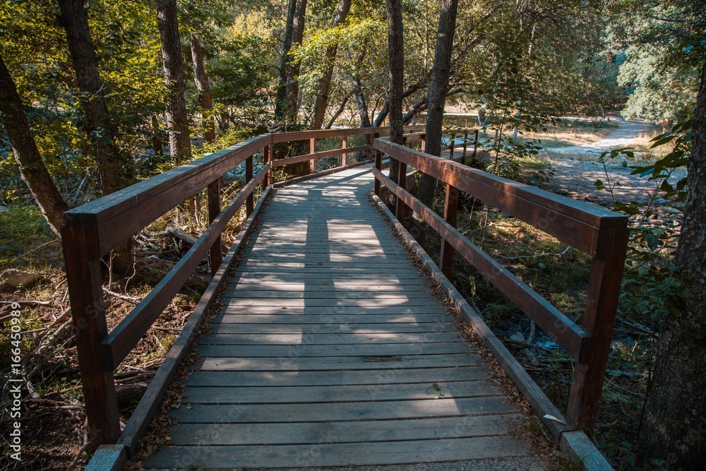 puente de madera en el bosque