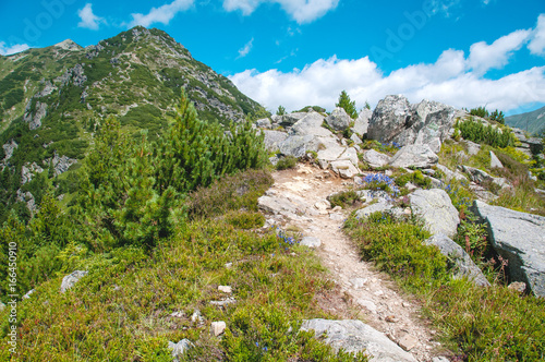 Górska ścieżka i zielone szczyty.