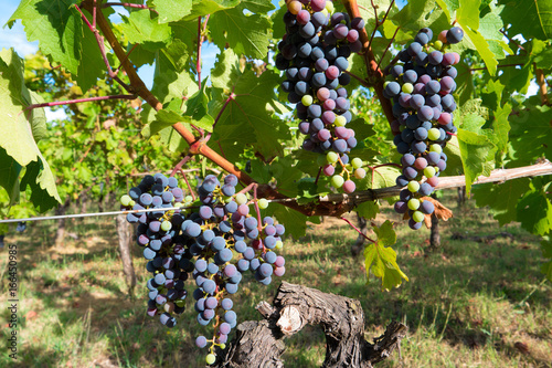 grappoli di uva appesi nel vigneto photo