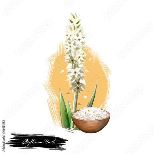 Isabgol Psyllium Husk Plantago ovata ayurvedic herb digital art illustration with text isolated on white. Healthy organic spa plant widely used in treatment, for preparation natural medicines