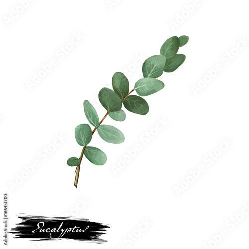 Eucalyptus ayurvedic herb digital art illustration with text isolated on white. Healthy organic spa plant widely used in treatment  for preparation medicines for natural healthcare usages