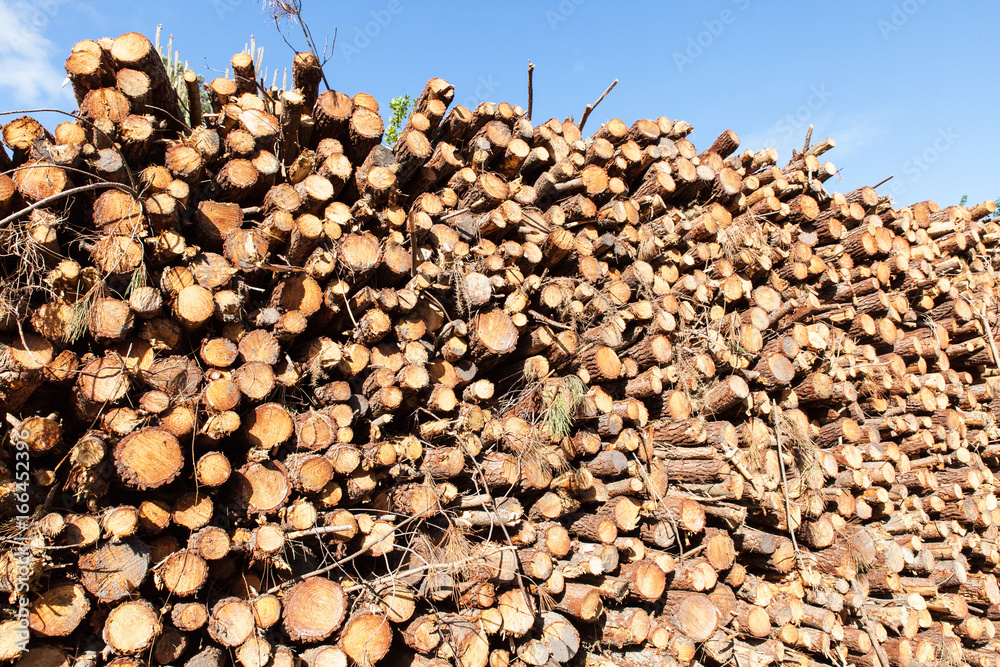 pile of pine tree trunks cut
