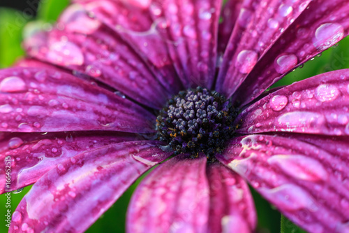 Violet gerbera flower on white isolated background with clipping path.