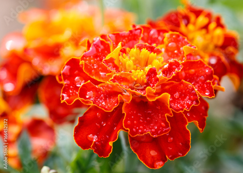 Colorful dahlia flower red