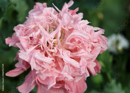 poppy flower beautiful background