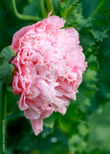 poppy flower beautiful background