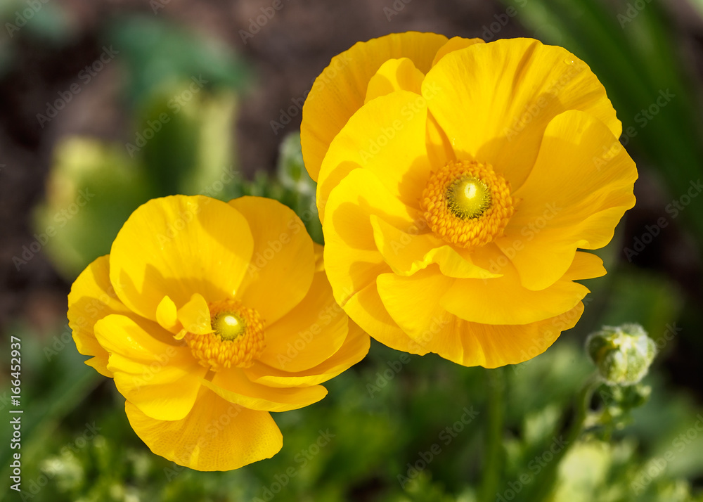 Orange flower green background Orange flower green background