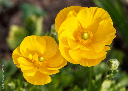 Orange flower green background